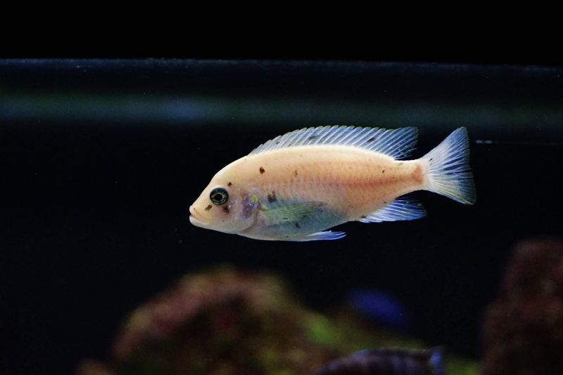 Maylandia zebra 'Chizumulu Island'